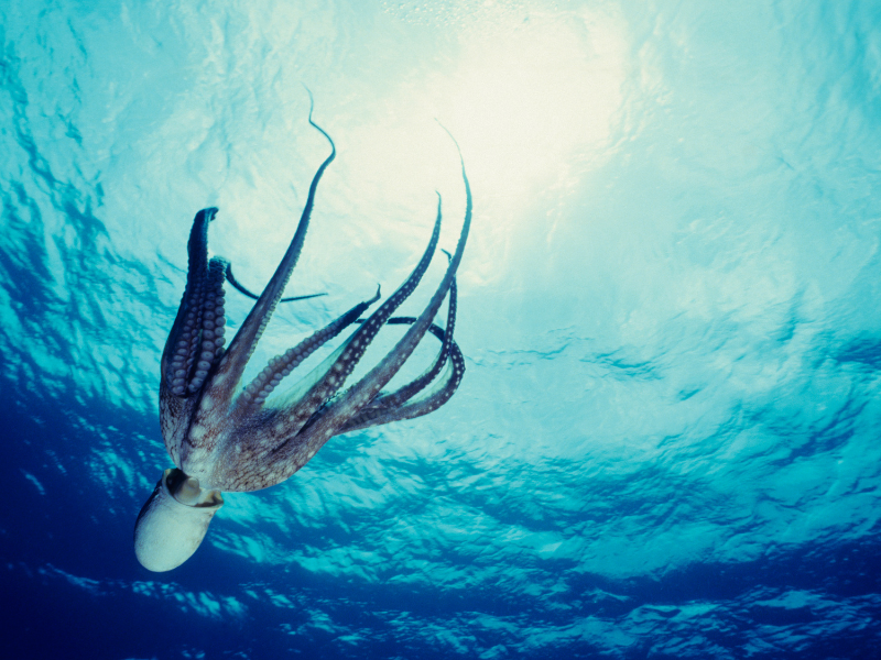 Divertysub – Escuela de Buceo