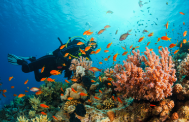 Gidive Center Palamós
