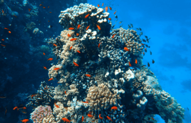 Oceanos Diving Center